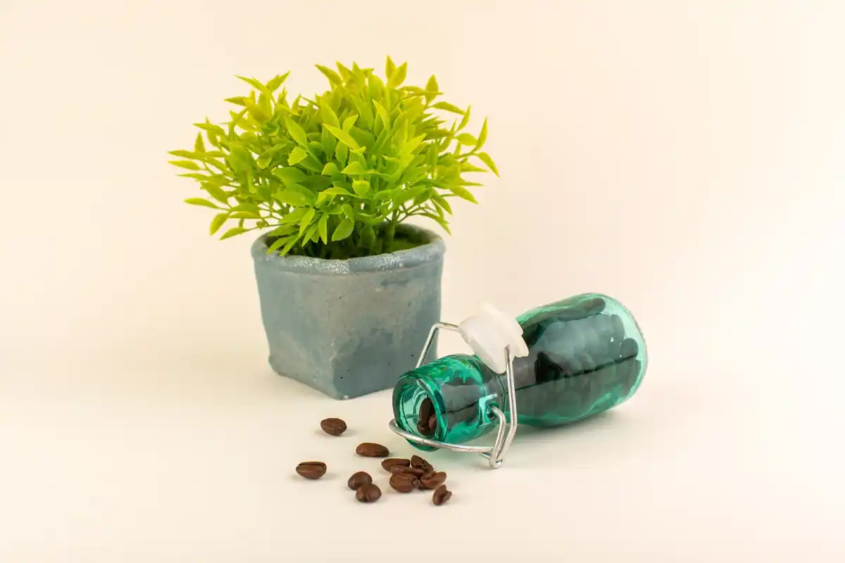 coffee grounds as natural fertilizer for houseplants