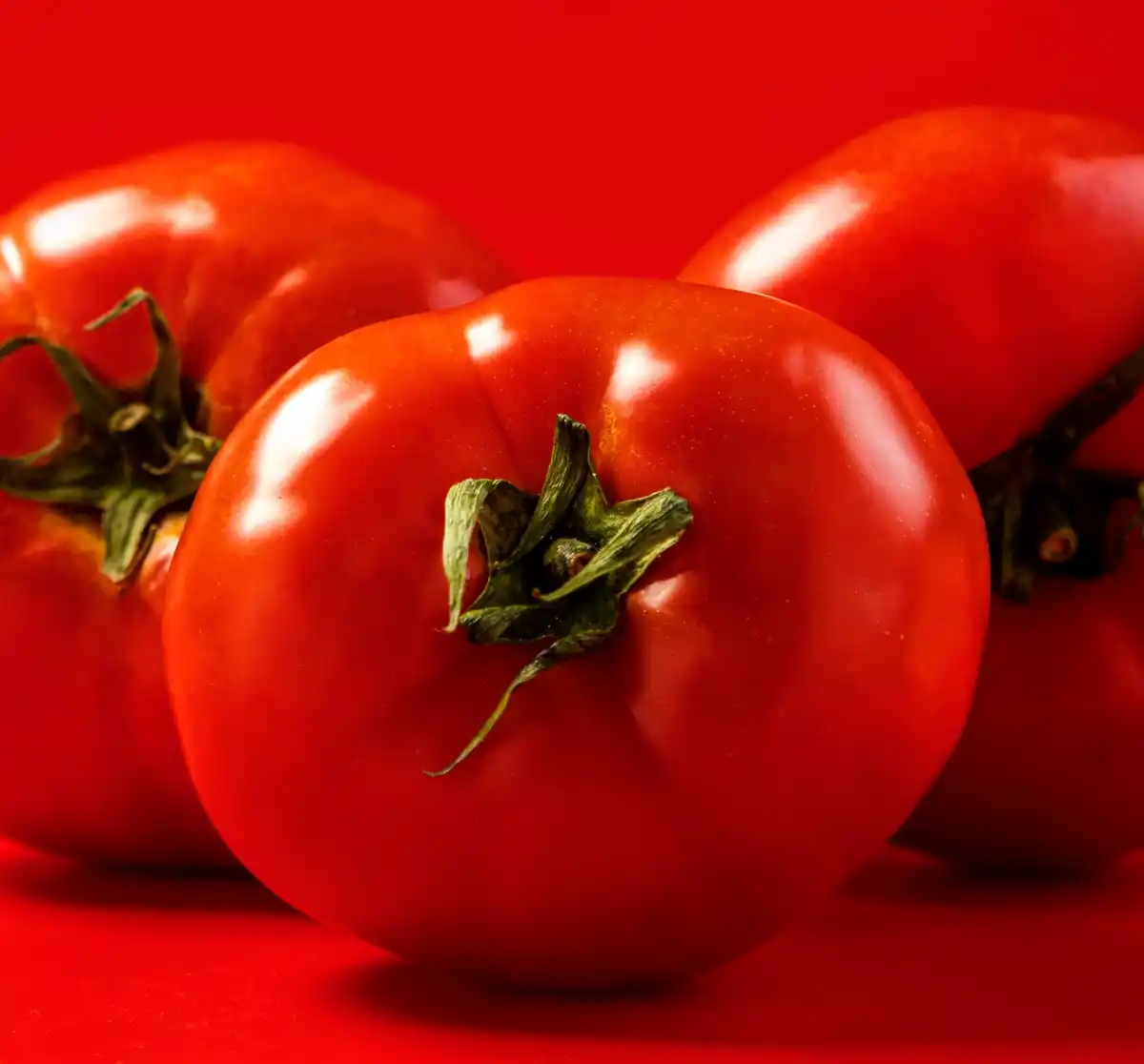 fresh Dutch tomatoes closeup