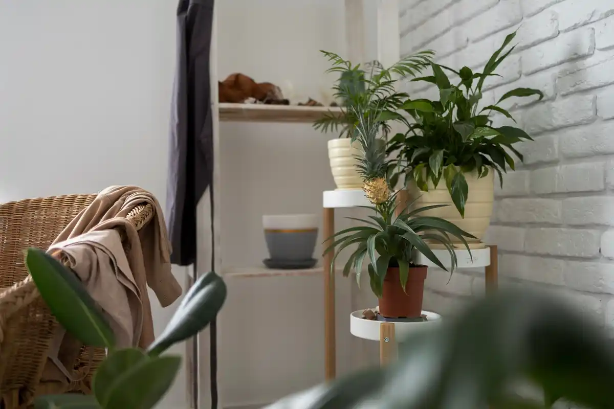 feng shui plants cozy corner contemporary dutch home