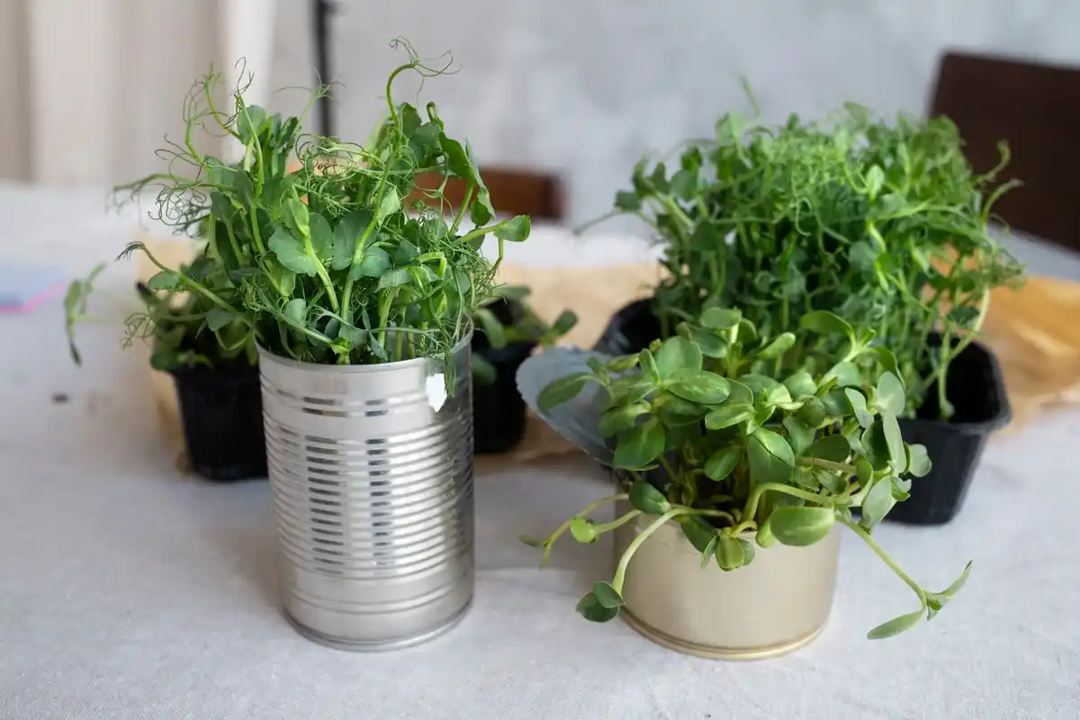 parsley in glass of water on Dutch kitchen windowsill