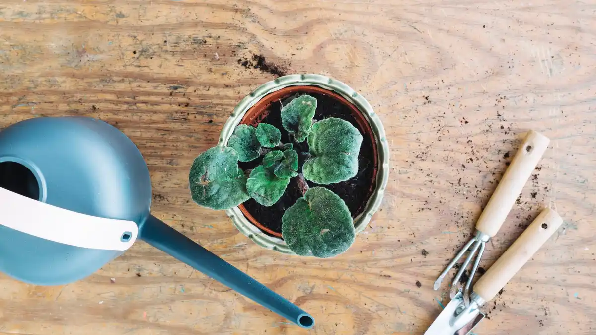 aluminum foil gardening sun reflect home plant
