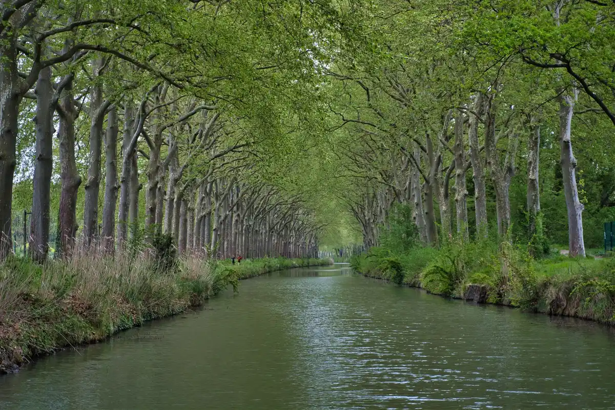 walking along dutch canal with trees in spring sunlight