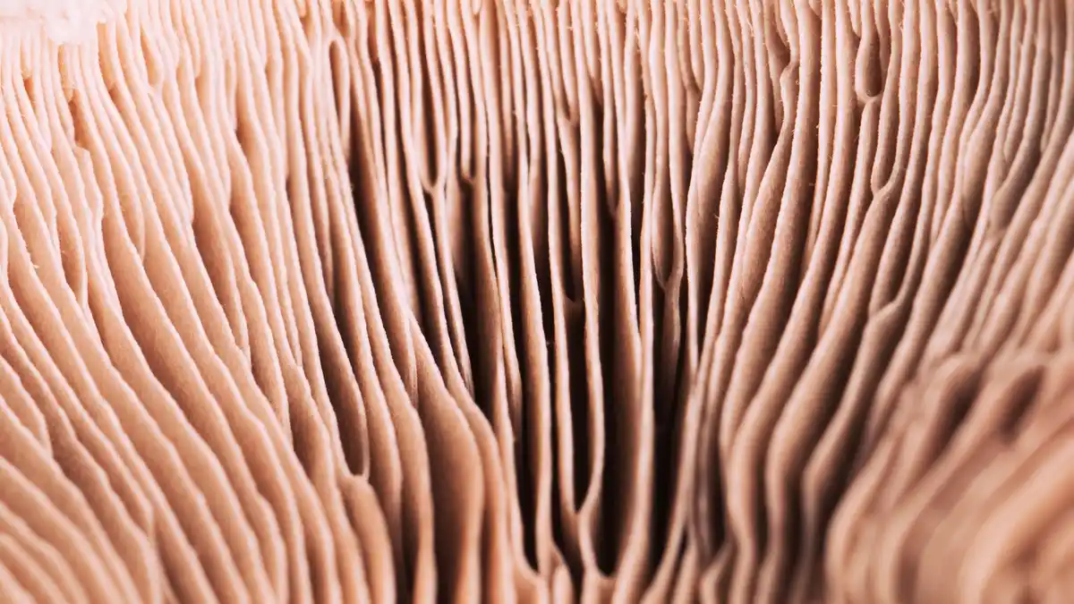 Close up of natural hair texture after a week without shampoo, Dutch setting