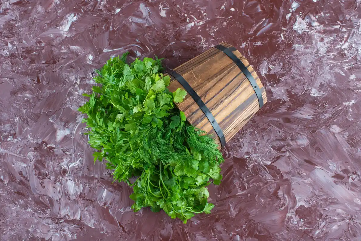 closeup fresh herbs storage in fridge dutch home