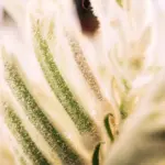 dutch kitchen fresh homegrown herbs macro