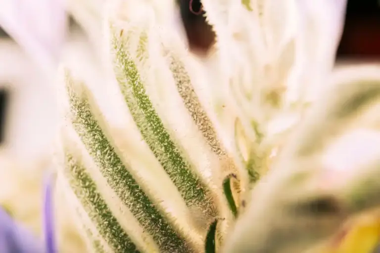 dutch kitchen fresh homegrown herbs macro