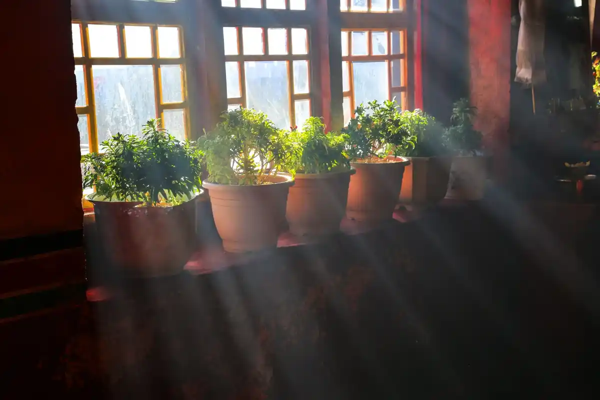 urban balcony herbs in Rotterdam Netherlands