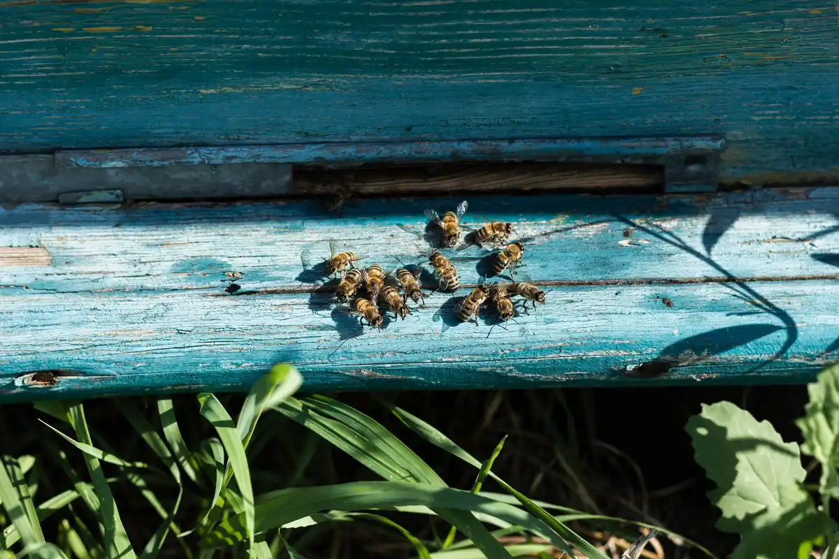 damaged wooden furniture from vinegar spilled cleaning