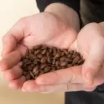 fresh coffee grounds in hands close up