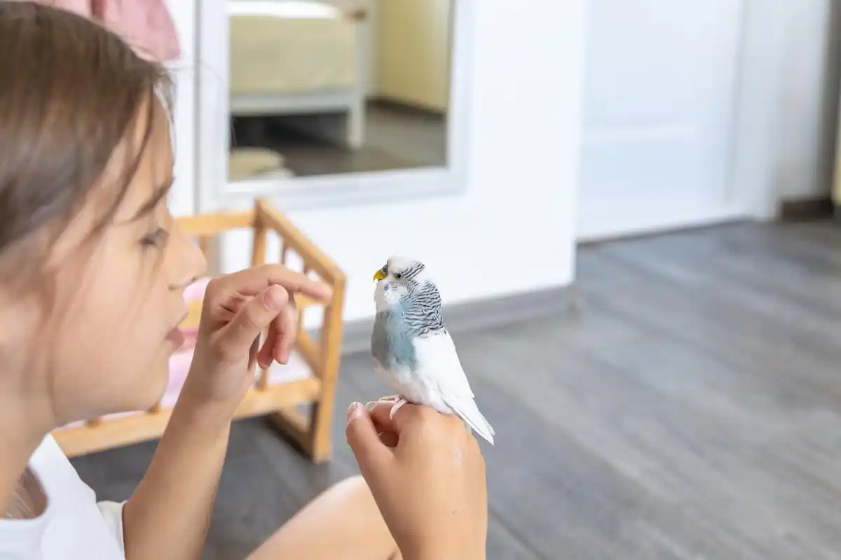 listening to birds before studying